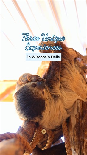 7.5K views · 46 reactions | The magic of Wisconsin Dells goes beyond our title as "The Waterpark Capital of the World!®" There are experiences here that you just can't get anywhere else in the Midwest! | Wisconsin Dells Visitor & Convention Bureau | Facebook