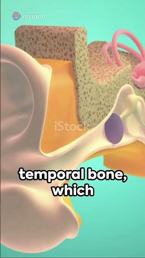 Mastoid Process