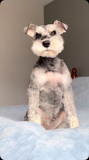 Dramatically anxious or anxiously dramatic? 😊😊🤭🤭😊😊 . . #dogsofinstagram #schnauzer #schnauzersofinstagram #minischnauzer #miniatureschnauzer #dogsofinstaworld #dogstagram #dogsofinstagram #dogoftheday #dailyfluff #dogsofcanada #dogsofhalifax #dogsofnovascotia #mydogiscutest #ilovemydog #doglovers #doglife #doglove #bestwoof #petstagram #instadog | Chumpiethedog