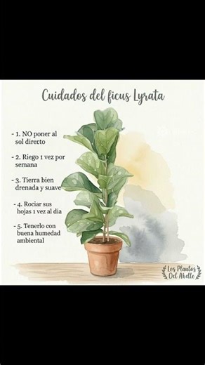Cuidados del ficus Lyrata #lasplantasdelabello #ficuslyrata #ficus #plantas #tipsplantas