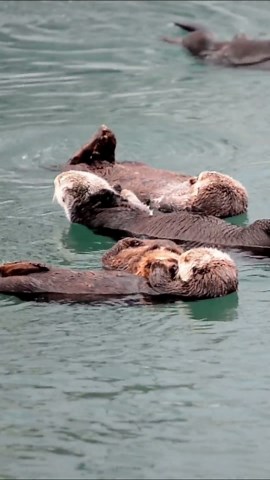Otters Unveiled: A Journey into Their Playful Lives.
