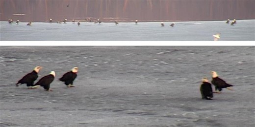 Over 40 bald eagles gather on frozen Wisconsin waters: 'Lake of America'