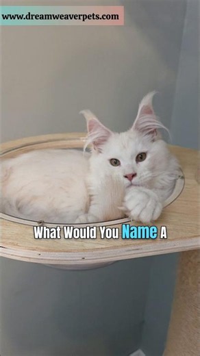 What Would You Name This Maine Coon Kitten in a Bowl? 😂🐾
