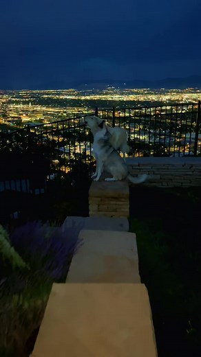 Morning howls! | Happywolf | Facebook