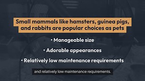 Small Mammals Hamsters, Guinea Pigs, and Rabbits