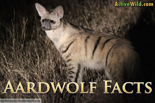 Aardwolf Facts, Pictures, Information & Video: The Insect-Eating Hyena