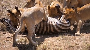 392K views · 10K reactions | The zebra screamed for help, but was brutally torn to pieces by 20 lions. | Sơn Durex | Facebook