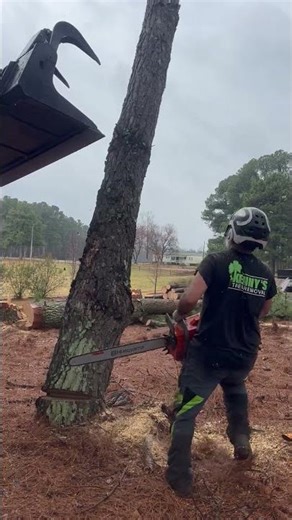 Logging small lot..