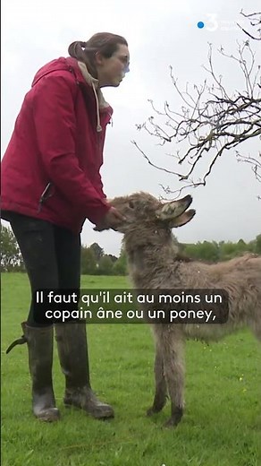 La star du moment, l'âne miniature