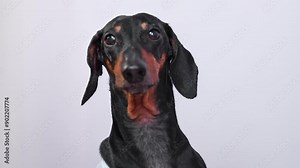 Portrait of elderly dachshund dog on a gray background, turns its head, barks demandingly and impatiently, expresses dissatisfaction Pet disobedience, call to protest, fight for rights, speaker speech