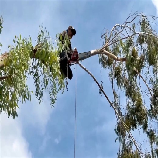 29K views · 40 reactions | Super tree climber | Ristorante pizzeria trattoria Celestino | Facebook