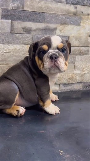 Dave Brown on Instagram: "Eight weeks old and built the way a true mini English Bulldog should be. Blue tri, compact, thick, clean structure, and ready for her new home today. Puppies with this quality never last long, so if you are serious reach out now. Why Choose Big Bone Bulldogs ✅Located in Central Florida – Easy access for local families! ✅ Meet the parents & tour our facility – both virtually and in person. ✅ Watch your puppy grow – Livestreams from birth to 8 weeks! ✅ Top-Quality Bloodli