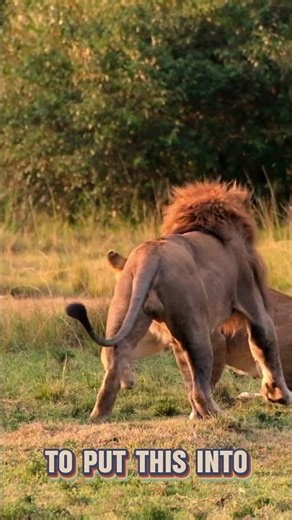 How Many Lions Are Left? 🦁