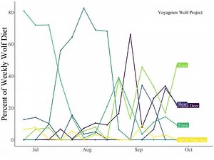 Wolf diet during the summer is highly variable and constantly changing. See it for yourself! This animation shows the diet of a single pack at weekly time intervals from June 24-October 10 (15 weeks) in 2015. This was the first time pack diet has been studied at weekly time intervals during the summer. What this showed was how quickly wolves can respond to new foods. Once berries came available there was a huge change in the diets of the pack. Similarly, we see black bear showing up in the diet 