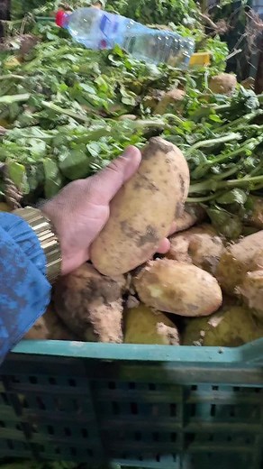 Vidéos de Chef bechir (@cheftaxibechir) avec son original - Chef bechir