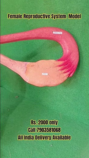 female reproductive system model | School model and projects #schoolmodels #scienceprojects #science