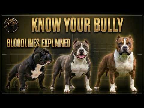 The Elite Comparison: Bossy XL vs. Venomline vs. Remyline: Which One is the REAL King?