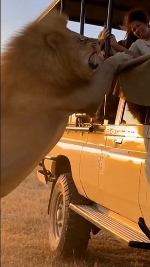 Wild lion attack on humans‼#lion #wildlife #shorts