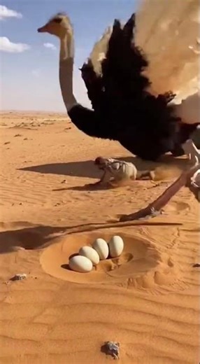 Defending the Future: Ostrich Attacks the Man Who Fell with an Egg
