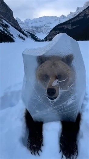Grizzly Bear – Canada You won’t believe this ice-breaking moment 😱🧊 Pure satisfying crunch ASMR as the Grizzly breaks free 🐻❄️ #satisfyingvideo #asmr #grizzlybear #icebreaking #frozen #wildlife #viralreels #foryou | Paws Rescue One