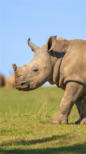 Your favourite rhino calf 🦏 Our ZSL conservation team in Kenya named Benja in honour of the dominant black rhino bull who lives in the Tsavo Conservation Area where we work. Sadly, there’s only around 350 black rhinos left in Kenya today due to poaching and habitat loss, as they face similar threats to our white rhinos out in the wild. We hope baby Benja will one day be a big hit with rhino females just like his namesake, and will play a part in the breeding programme for white rhinos 💪 | Whip