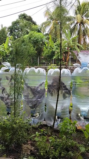 Budidaya ikan lele dalam galon bekas yang canggih