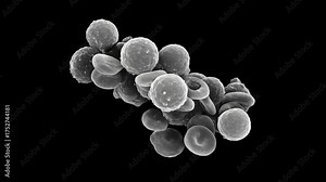Red and White Blood Cells Cluster View in Scanning Electron Microscopy (SEM)