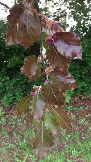 Copper Beech (Fagus sylvatica f. purpurea) - leaves - April 2018