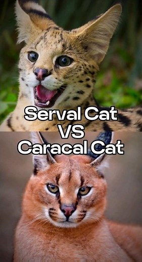 Serval Cat vs Caracal Cat #caracalcat #servalcats