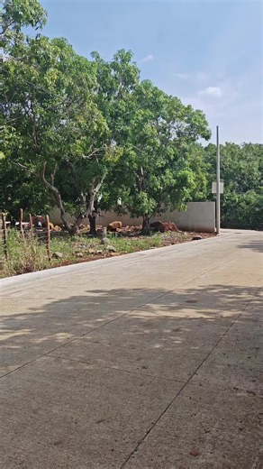 Videos de oso-lares (@oso_lares) con “sonido original - Compa Chayo - Latino en EEUU”