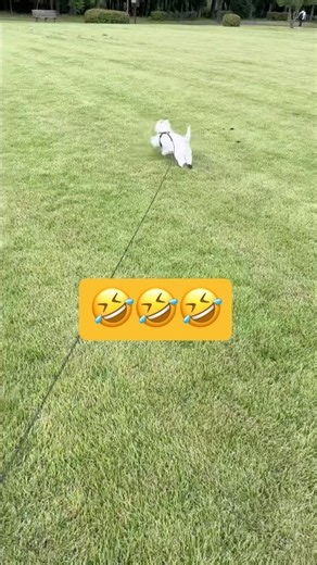 This is what happens when I go for a walk with my dad who has a disability😂 #shorts #cute-dog #ma...