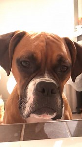 3.6M views · 86K reactions | "Trying to bathe when you have 3 dogs is impossible..."  | VT | Facebook