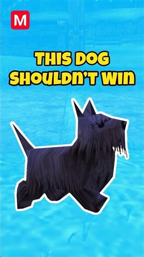 The Blue Dog Waited 25 Years #zelda #gaming #nintendo #shorts