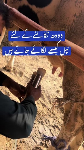 Pakmilkingmachines on TikTok