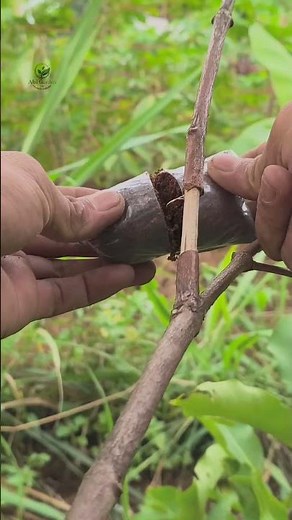Simple air layering technique #airlayering #plantpropagations #gardening