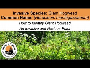 How to Identify Giant Hogweed – An Invasive and Noxious Plant