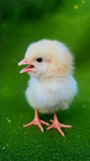 Baby Chickens sweet sounds 🐥🐥🥰🥰 #chicks #chicken #ytshort