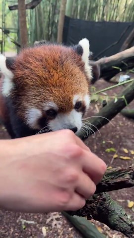 Red panda looks irresistible enjoying fresh apple