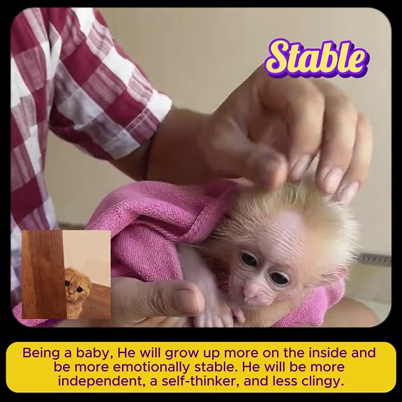Baby Monkey Had It's First Bath Straight After Just Adopted #monkey #fypシ゚viral #viral #funny