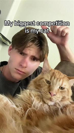 Main Coon Cat's Competitive Spirit