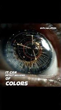 The Incredible Differences Between Human and Animal Vision