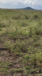 79 reactions · 3 comments | Le python est le plus grand serpent...