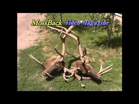 Two Bull Elk With Locked Antlers - MossBack