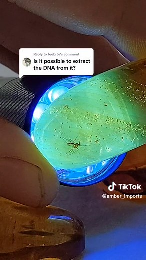 Extracting DNA from Amber: The Fossilization Process