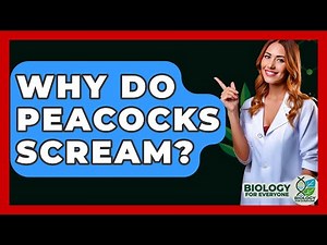 Why Do Peacocks Scream? - Biology For Everyone