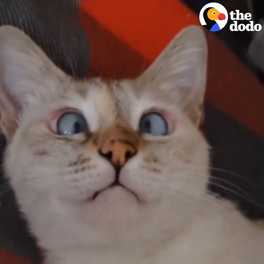 This rescue cat has crossed eyes — and they're blue | The Dodo