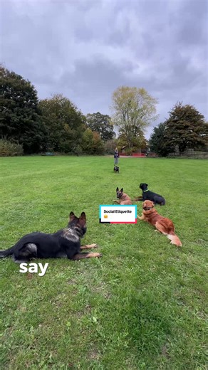 Over-excitable? Too much enthusiasm, not enough manners? Socialisation isn’t about throwing dogs together and hoping for the best. It’s about guidance, structure, and the right role models. These dogs know how to hold it down… calm, neutral, fair. That’s how we teach what’s socially acceptable without overwhelm or chaos. Poor social skills are one of the most common issues we see in dogs today. With the right environment and the right dogs, that changes fast. If you want a dog that’s confident, 