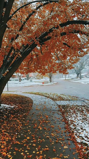 Captivating Snowy Autumn Atmosphere