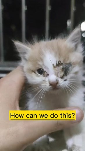 #poorcat #abandoned #poor #cats | Animal Story