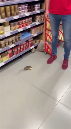 **Rat Caught Stealing Cheese in Grocery Store – Unbelievable Real Footage! 🐀🧀😂**